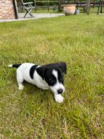 Jack Russel pups, CDV (hondenziekte), Meerdere, 8 tot 15 weken, Meerdere dieren