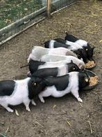 Mini-varkentjes te koop – geboren op 21 juli, Dieren en Toebehoren, Schapen, Geiten en Varkens, Meerdere dieren, Varken, 0 tot 2 jaar