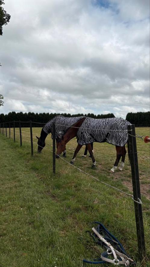 Recherche prairie à louer (Faimes, Celles, Les Waleffes,…), Dieren en Toebehoren, Paarden en Pony's | Dekens en Dekjes, Zo goed als nieuw