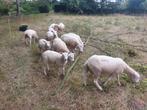 Tevkoop 11 schapen swifters 6 ooien, 1 ram, 4 lammeren, Dieren en Toebehoren, Schaap