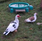 Zeer mooi onverwant koppel barbarie eenden., Dieren en Toebehoren, Pluimvee