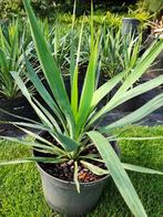 Yucca vittorio emanuele, Tuin en Terras, Planten | Bomen, In pot, Minder dan 100 cm, Halfschaduw, Zomer