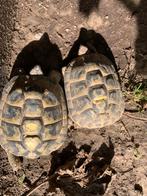 Griekse landschildpadden koppel, Dieren en Toebehoren, Schildpad, 7 tot 10 jaar