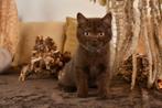 brits korthaar kitten, Dieren en Toebehoren, Katten en Kittens | Raskatten | Korthaar, Kater, Gechipt, 0 tot 2 jaar