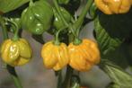 5 peperzaden kruidige chili peper Aji dulce amarillo (geel), Tuin en Terras, Voorjaar, Zaad, Verzenden