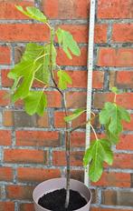 Vijgenboom Ficus Carica, Ophalen, Minder dan 100 cm, Volle zon, In pot