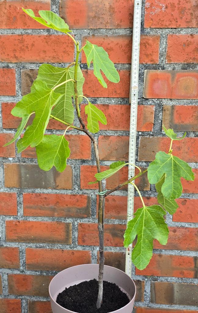 Vijgenboom Ficus Carica, Tuin en Terras, Planten | Fruitbomen, Vijgenboom, Minder dan 100 cm, Volle zon, Herfst, In pot, Ophalen
