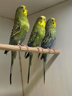 Grasparkieten, Dieren en Toebehoren, Vogels | Parkieten en Papegaaien, Mannelijk, Parkiet, Geringd