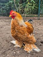 Rustige, jonge Cochin kriel haan., Dieren en Toebehoren, Pluimvee
