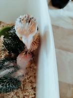 Handtamme roestkop caique, Dieren en Toebehoren, Tam