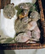 Bébé moliné ou sévère, Animaux & Accessoires, Oiseaux | Perruches & Perroquets