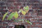 Epimedium x perralchicum 'Frohnleiten', Tuin en Terras, Planten | Tuinplanten, Ophalen, Bodembedekkers, Vaste plant, Halfschaduw