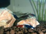 Rode, blauwe en wildkleur garnalen te koop! Zoetwaterdieren., Dieren en Toebehoren, Vissen | Aquariumvissen