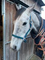 Spullen paard/pony, Dieren en Toebehoren