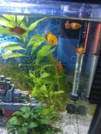Aquarium te koop met vissen garnalen en algeneter, Dieren en Toebehoren, Ophalen, Zo goed als nieuw