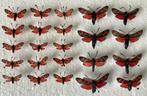 Zygaena vlinders, Ophalen of Verzenden