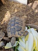 Griekse landschildpad, Animaux & Accessoires, Reptiles & Amphibiens, Domestique, Tortue, 11 ans ou plus