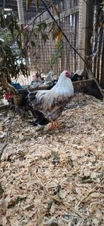 Wyandotte kriel haan, Dieren en Toebehoren