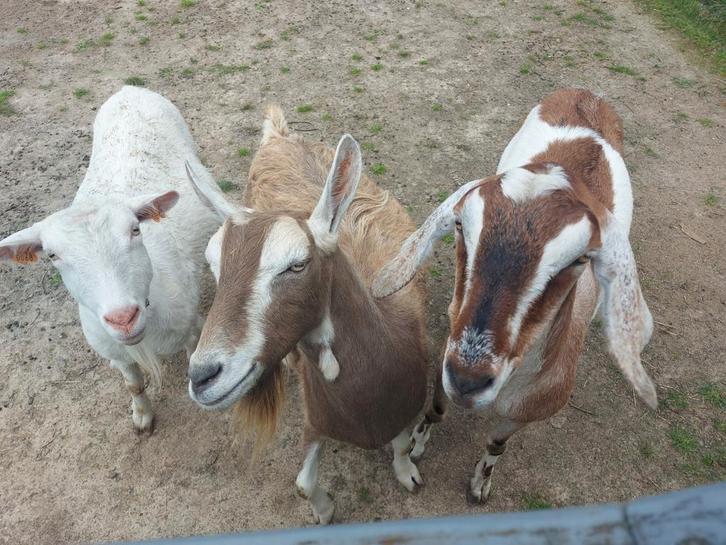 3 geiten,1 meisje en 2 gecastreerde bokken,super tam, Dieren en Toebehoren, Schapen, Geiten en Varkens, Geit