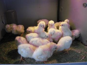 leghorn kuikens beschikbaar voor biedingen