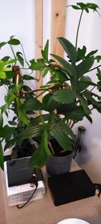 Mooie Philondendron Pedatum plant, Ophalen, Overige soorten, Halfschaduw, Minder dan 100 cm