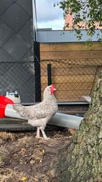 Mooie jonge hanen ter adoptie, Dieren en Toebehoren, Pluimvee, Mannelijk, Kip