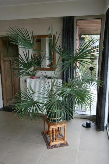 grote palmplant (1,70 m hoog!) beschikbaar voor biedingen