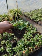 Geranium Biokovo, Tuin en Terras, Planten | Tuinplanten, Ophalen of Verzenden