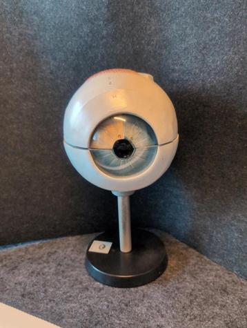 Anatomisch oog beschikbaar voor biedingen