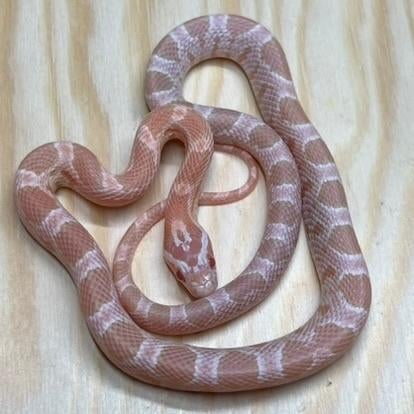 Korenslang 9 maand, Salmon Snow (héél roze!), Animaux & Accessoires, Reptiles & Amphibiens, Serpent, 0 à 2 ans, Domestique