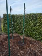 3 zelf bestuivende kiwibesplanten, Tuin en Terras, Planten | Fruitbomen, Ophalen, Lente, Overige soorten, Volle zon