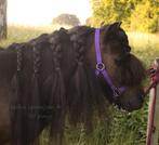 Shetland merrie  🩷 dragend 2026, Dieren en Toebehoren, Merrie