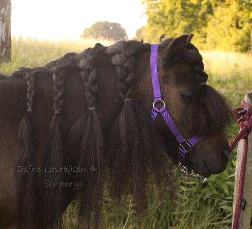 Shetland merrie  🩷 dragend 2026, Dieren en Toebehoren, Paarden en Pony's | Dekhengsten en Fokmerries, Merrie