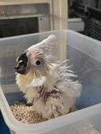 Tamme baby Witkuifkakatoe - Alba met DNA en getest op alle z, Dieren en Toebehoren, Vogels | Parkieten en Papegaaien, Papegaai