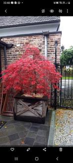 Japanse esdoorn, Ophalen of Verzenden, Gebruikt