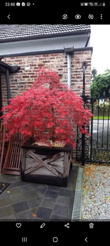 Japanse esdoorn  beschikbaar voor biedingen