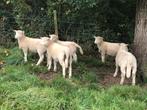 Poll dorset lammeren, Dieren en Toebehoren, Vrouwelijk, Schaap, 0 tot 2 jaar