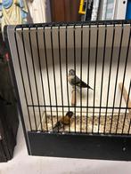 Kapoetsensijs, Dieren en Toebehoren, Meerdere dieren, Geringd