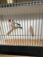 Major agaat 2025, Dieren en Toebehoren, Mannelijk, Wildzangvogel