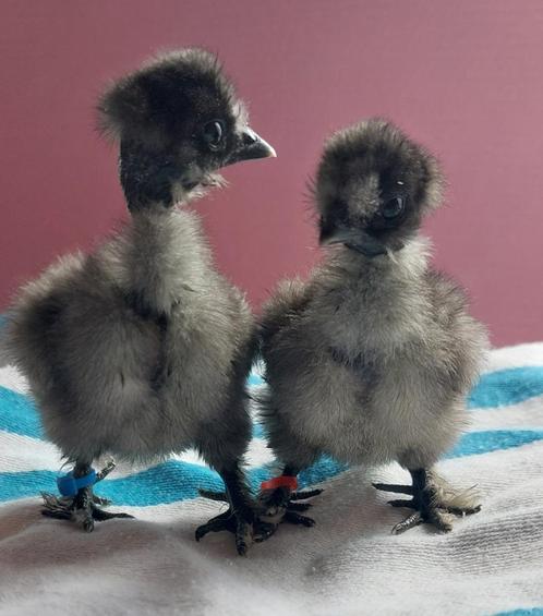 Poule Soie gr et Ardennaises naines, Dieren en Toebehoren, Pluimvee