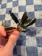 Bucephalandra 'Galaxy Blue', Enlèvement ou Envoi, Neuf, Plante(s), Pierre ou Bois