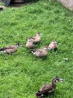 Roodschoudertalingen, Dieren en Toebehoren, Pluimvee, Meerdere dieren, Eend