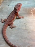 Male red/orange, Animaux & Accessoires, Reptiles & Amphibiens, Lézard, 0 à 2 ans
