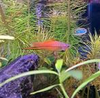 Aquarium vis (zwaarddrager baby's), Vis