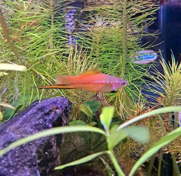 Aquarium vis (zwaarddrager baby's) beschikbaar voor biedingen