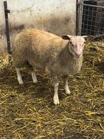 Dekram rouge l ouest, Dieren en Toebehoren, Schapen, Geiten en Varkens, Mannelijk, Schaap, 0 tot 2 jaar