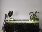 Aquarium 150 liter bruto full equiped, Dieren en Toebehoren, Ophalen