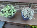 gratis vetplantjes, Ophalen