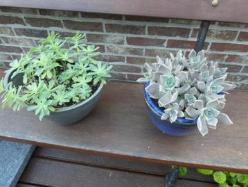 gratis vetplantjes beschikbaar voor biedingen