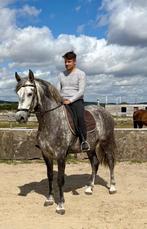 Prachtige Spaanse PP-ruin van Pure Breed, Dieren en Toebehoren, Paarden, Gechipt, Ruin, M, Dressuurpaard